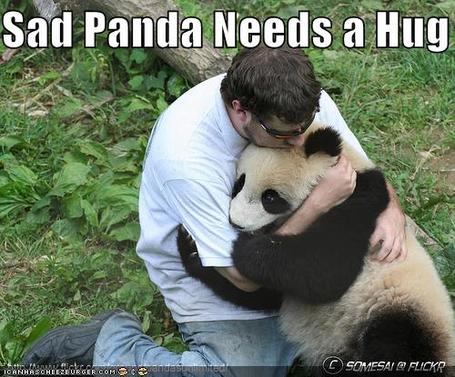 sad panda needs a hug